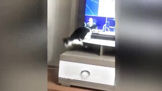 Funny Cats and Dogs Videos Part-1 #CAT #DOG #FUNNY