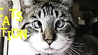 Best funny and cute cat videos compilation 2024
