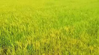 Wheat harvest