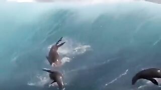 Sea lions surfing huge waves near Santa Barbara Island.