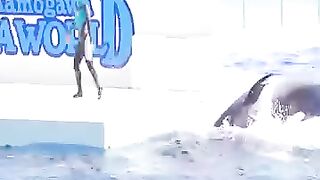 Dolphin show