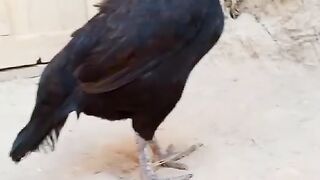 Murghi for sell (Hen for sell)
