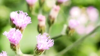 ফুটেছে দেখ কতো শত ফুল জান্নাতি সুবাস বাগিচায়।