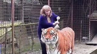 This Tiger loves getting brushed