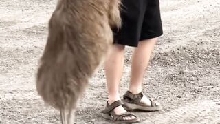 Effective Cat Play- Engaging Strategies and Techniques