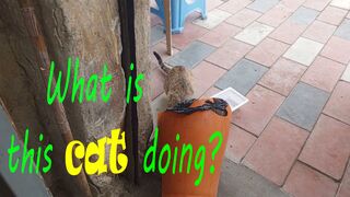 What is this cat doing?