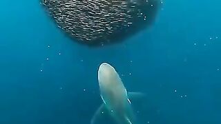 Shark play  with small fish