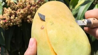 Cutting Fresh Mango at Farm