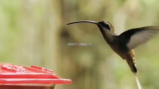Hummingbird, birds that can fly backwards