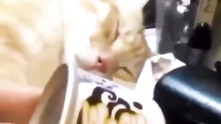 Funny Cats video ????