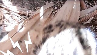 Anak Macan Tutul Yang Hilang Terus Menangis Untuk Ibunya