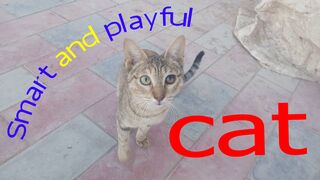 A cat... full of intelligence and fun