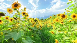 Sunflower ????