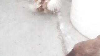 My Desi fighter rooster