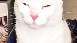 Funny Cats video ????