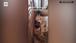See farm dog's daily struggle to wake up and go to work