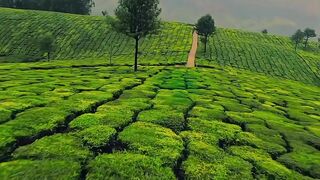 Nature Relaxing Video, Nature Beauty