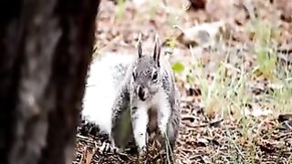 Small Wild Squirrel