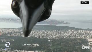See how reporter handles bird repeatedly pecking her head