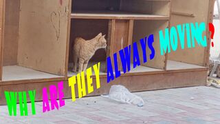 the Cats : Why are they always moving ?