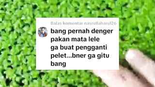 Apakah MATA LELE (tanaman air) bisa dijadikan pakan alternatif untuk ikan lele❓