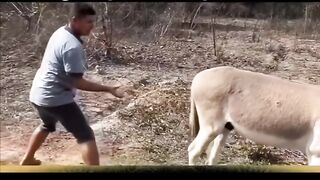 donkey as hangry