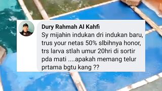 Mijahkan induk lele DARA atau kurang MATANG GONAD larva lele oleng dan mudah MATI