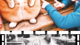 fat cat join in gym #cats #2024shorts #bigcats #cute #trendingshorts #viralvideos #aicats
