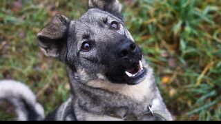 Tips to train a dog barking a lot.