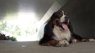 Dog's teeth falling out What can it be?
