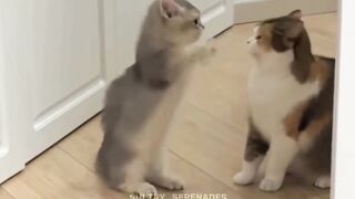 Funny Cat love