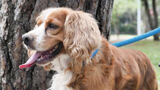 Dog running away: how to deal with dog escapes?