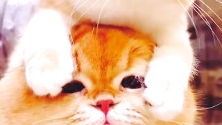 Cute ???? Cats
