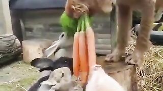Here is a dog feeding carrots to three rabbits and also a piglet