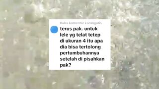 Apakah ikan lele KUNTET / TUA bisa tertolong pertumbuhannya❓Atau tidak bisa BESAR