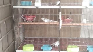 Mayo aviary