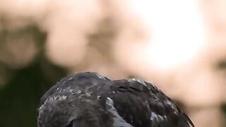 Hawk gets harassed by a Blue Jay.