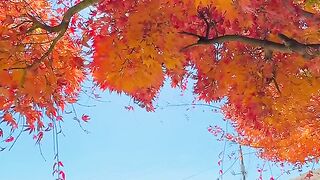 #foryoupage #japan #trending