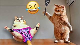 Cats with a few Brain Cells