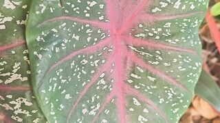 Planta hermosa