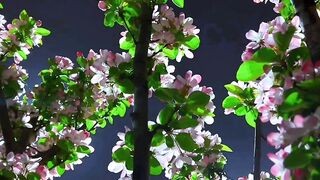How to grow flower in your house garden