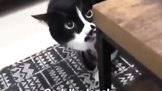 Funny cat talking with his owner.