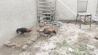 best chick fighting animal fighting