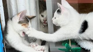 Funny Cats That Can Cure Your Mood Instantly