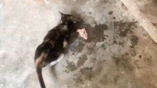 My Kitten