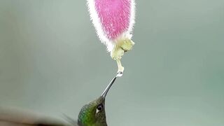 Bird nice bird