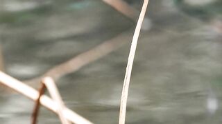 Bird bird