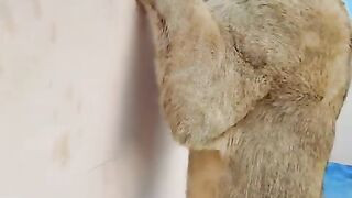 Simba the lion