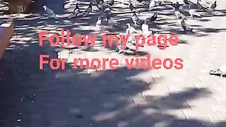 منظر الحمام الجميل