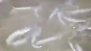Tebar PADAT itu bukan asal, tapi pikirkan berbagai ASPEK